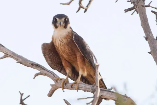 File:Australian Hobby (Falco longipennis) (8079582088).jpg