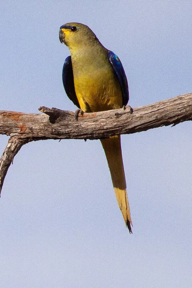 File:Elegant Parrot (Neophema elegans) (8079612251).jpg