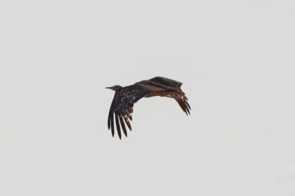 File:Australian Bustard (Ardeotis australis) (8079591641).jpg