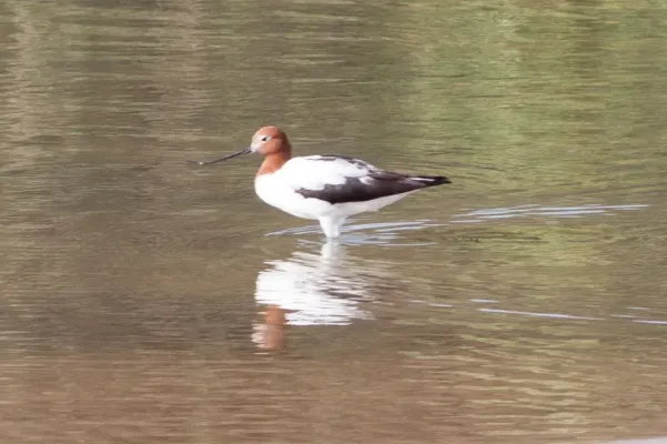 File:Red-necked Avocet (Recurvirostra novaehollandiae) (8079586698).jpg