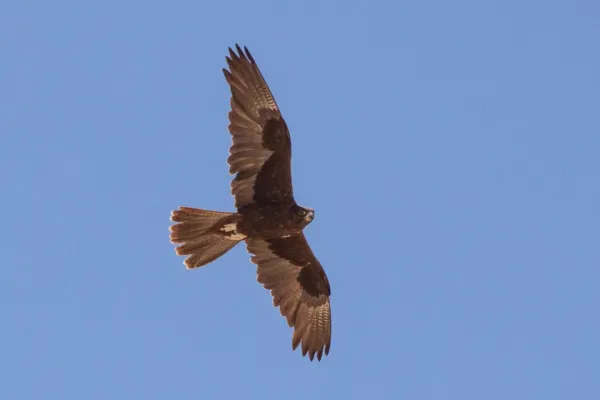 File:Black Falcon (Falco subniger) (8079582838).jpg