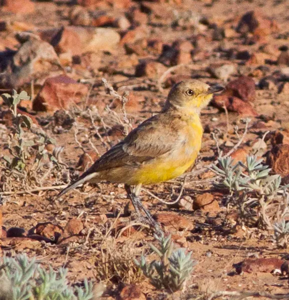 File:Gibberbird (Ashbyia lovensis) (8079667538).jpg