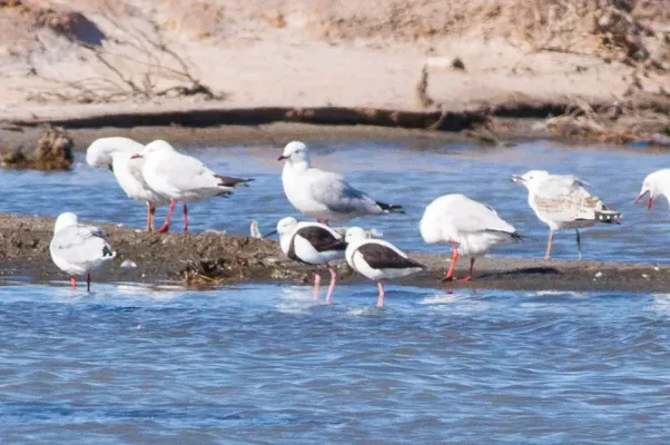 File:Banded Stilt (Cladorhynchus leucocephalus) (8079587008).jpg