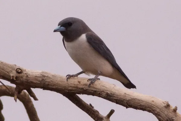 File:White-breasted Woodswallow (Artamus leucorynchus) (8079684101).jpg