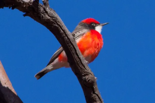 File:Crimson Chat (Epthianura tricolor) (8079666058).jpg