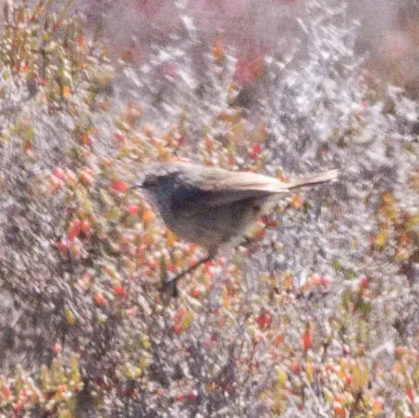 File:Slender-billed Thornbill (Acanthiza iredalei) (8079657130).jpg