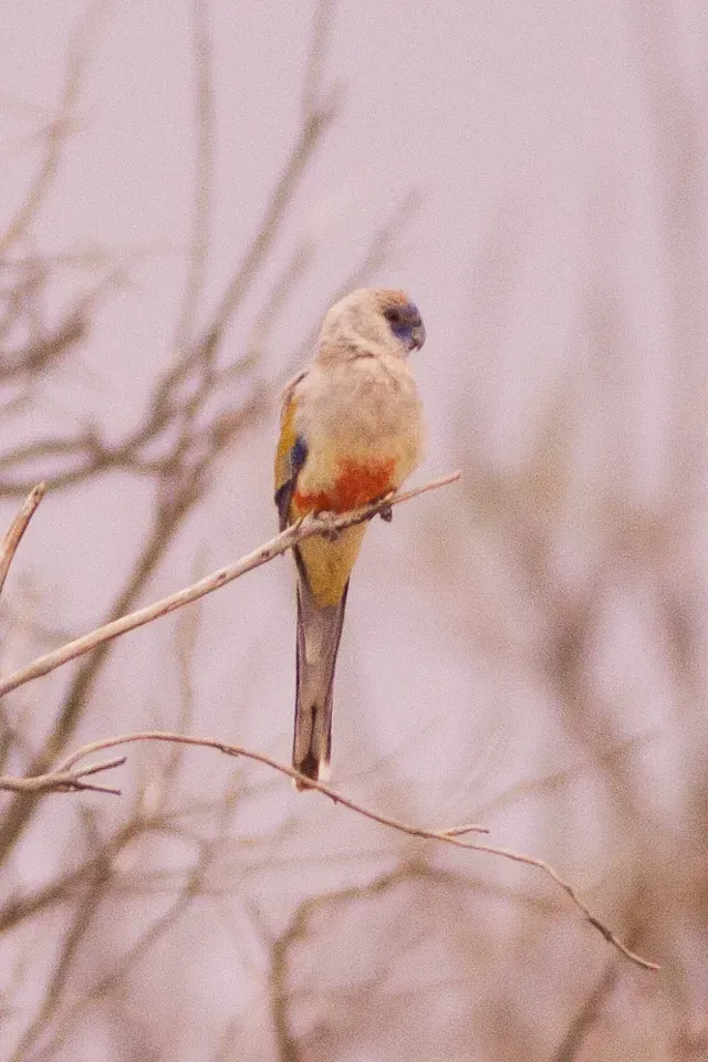 File:Bluebonnet (Northiella haematogaster) (8079610309).jpg