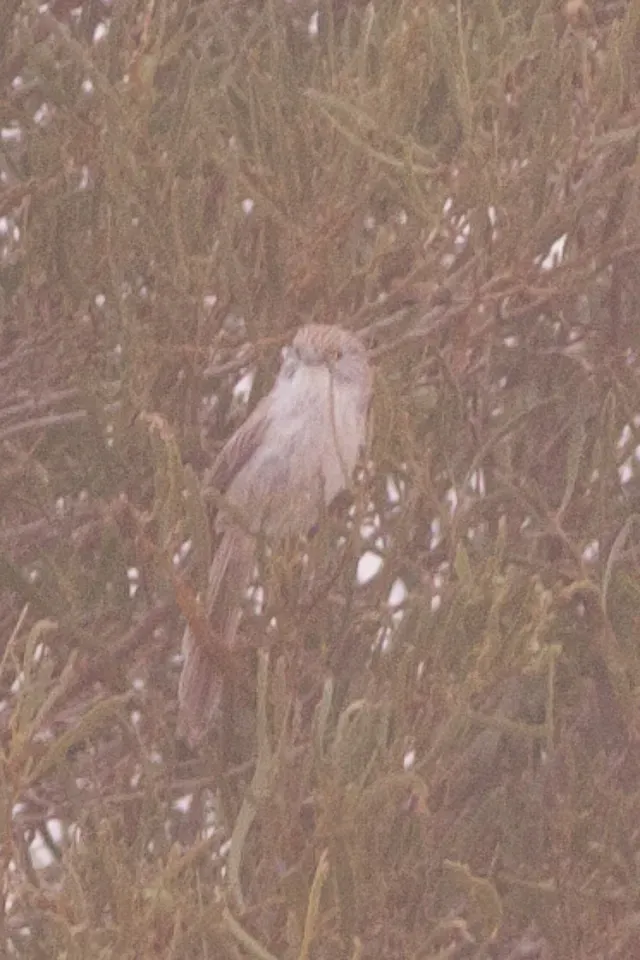 File:Eyrean Grasswren (Amytornis goyderi) (8079658809).jpg