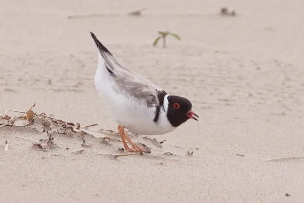 File:Hooded Dotterel (Thinornis cucullatus) (8079588476).jpg