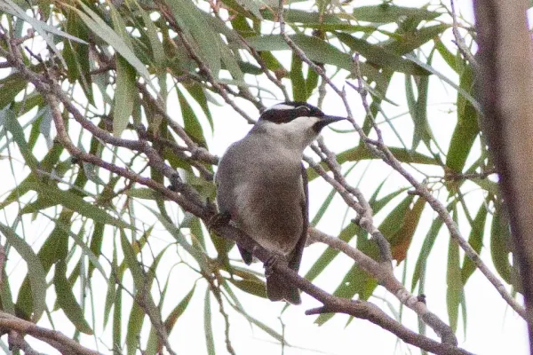File:Strong-billed Honeyeater (Melithreptus validirostris) (8079669348).jpg