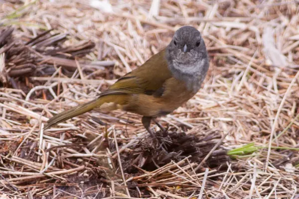 File:Olive Whistler (Pachycephala olivacea) (8079681871).jpg