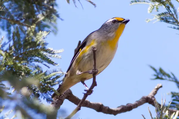 File:Striated Pardalote (Pardalotus striatus) (8079666487).jpg