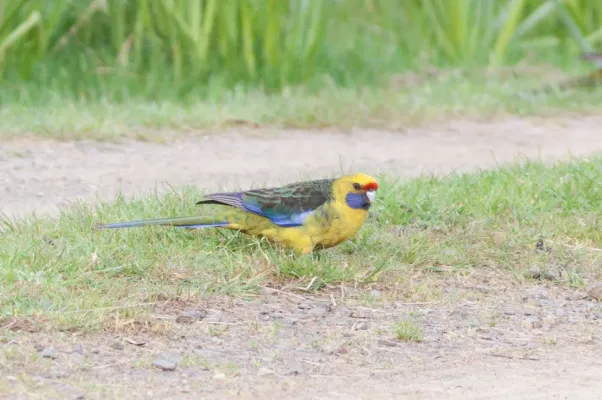 File:Green Rosella (Platycercus caledonicus) (8079601836).jpg