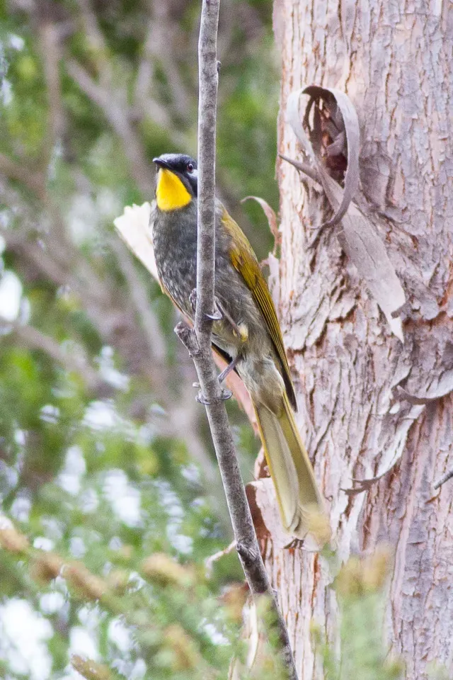 File:Yellow-throated Honeyeater (Nesoptilotis flavicollis) (8079662172).jpg