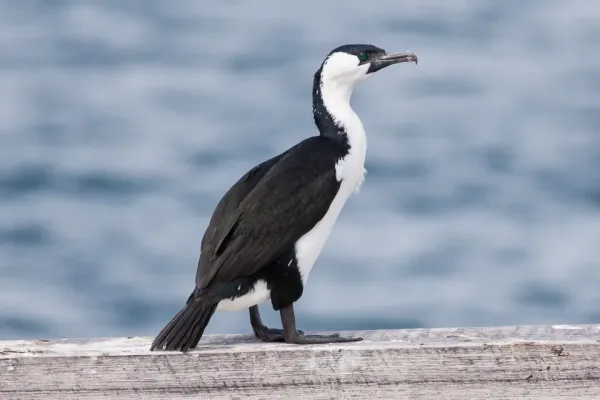File:Black-faced Cormorant (Phalacrocorax fuscescens) (8079574186).jpg