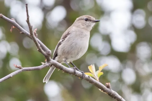 File:Dusky Robin (Melanodryas vittata) (8079702270).jpg