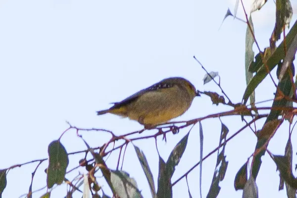 File:Forty-spotted Pardalote (Pardalotus quadragintus) (8079659314).jpg