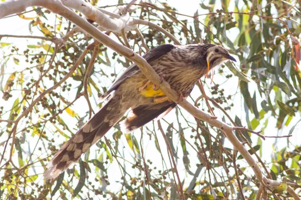 File:Yellow Wattlebird (Anthochaera paradoxa) (8079672131).jpg