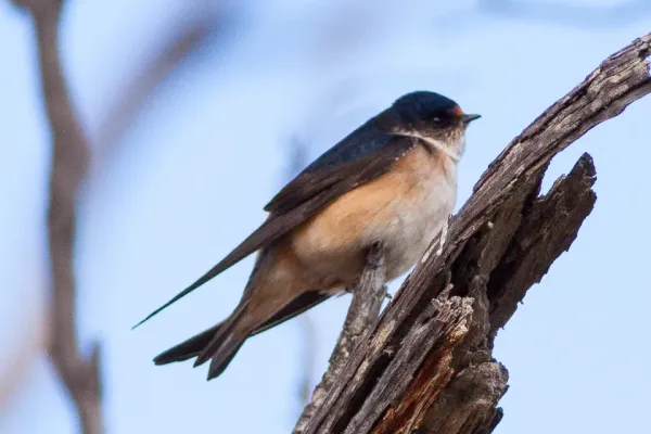 File:Tree Martin (Petrochelidon nigricans) (8079705668).jpg