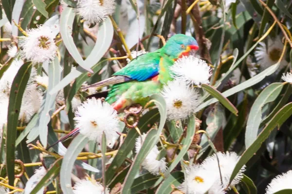 File:Swift Parrot (Lathamus discolor) (8079604144).jpg