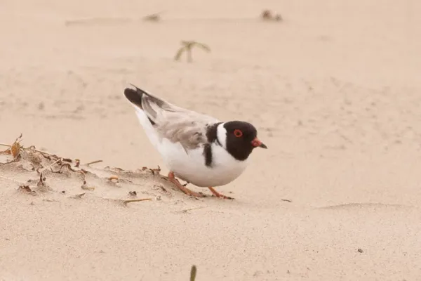 File:Hooded Dotterel (Thinornis cucullatus) (8079594265).jpg