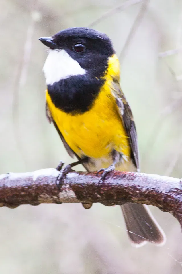 File:Australian Golden Whistler (Pachycephala pectoralis) (8079676236).jpg