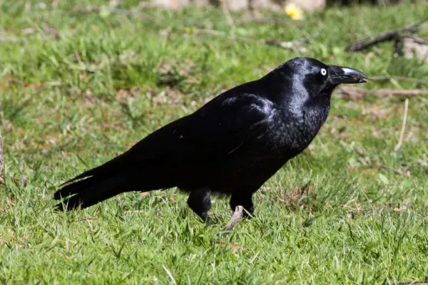 File:Forest Raven (Corvus tasmanicus) (8079689095).jpg