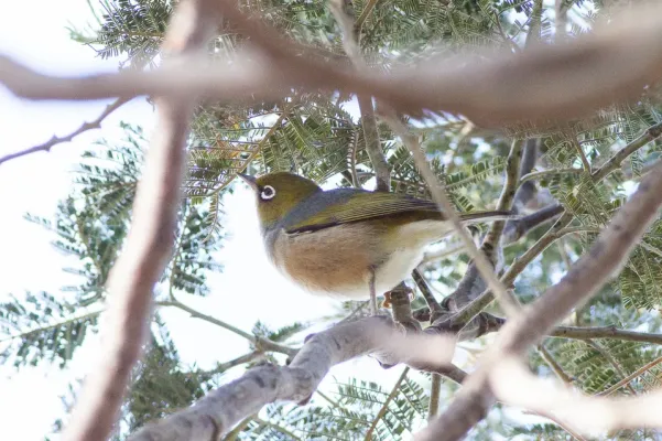 File:Silvereye (Zosterops lateralis) (8079704344).jpg