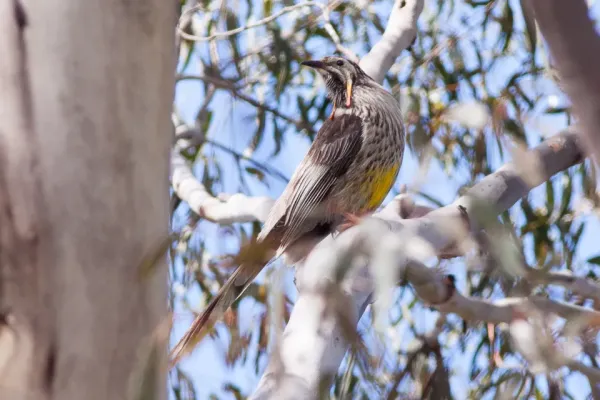 File:Yellow Wattlebird (Anthochaera paradoxa) (8079665768).jpg