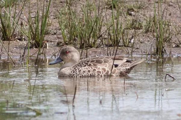 File:Grey Teal (Anas gracilis) (8079574551).jpg