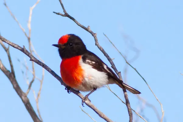 File:Red-capped Robin (Petroica goodenovii) (8079688390).jpg