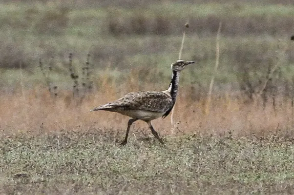 File:MacQueen's Bustard (Chlamydotis macqueenii) (8079417198).jpg