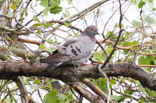 File:Yellow-eyed Dove (Columba eversmanni) (8079437904).jpg