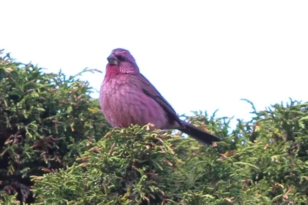File:Red-mantled Rosefinch (Carpodacus rhodochlamys) (8079449439).jpg