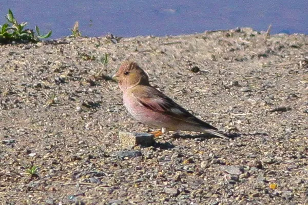 File:Mongolian Finch (Bucanetes mongolicus) (8079448775).jpg