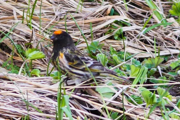 File:Red-fronted Serin (Serinus pusillus) (8079444226).jpg