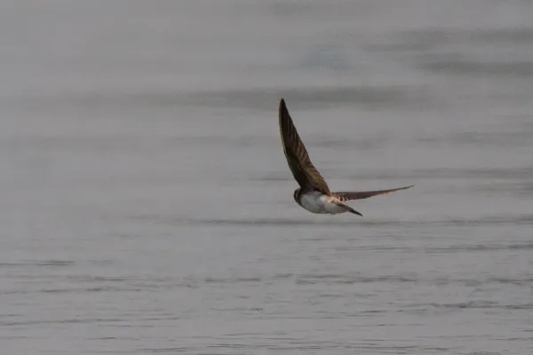 File:Grey-throated Martin (Riparia chinensis) (30357547261).jpg
