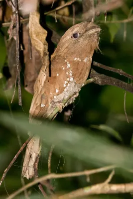 File:Sri Lanka Frogmouth (Batrachostomus moniliger) (5800203550).jpg