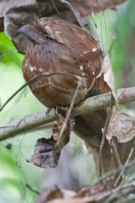 File:Sri Lanka Frogmouth (Batrachostomus moniliger) (5799653911).jpg