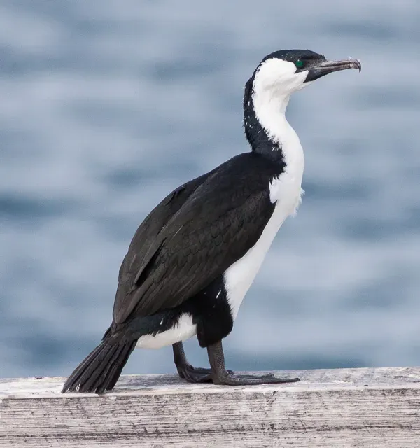 File:Black-faced Cormorant (Phalacrocorax fuscescens), Maria Island, Tasmania.jpg