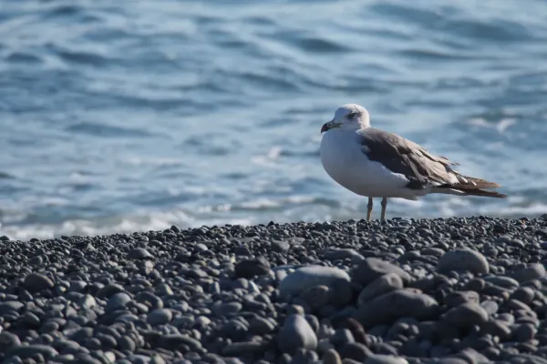 File:Black-tailed Gull (Larus crassirostris) (29343430472).jpg