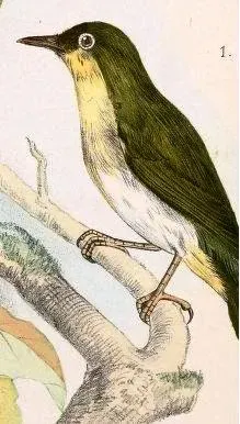 File:Zosterops nehrkorni.jpg
