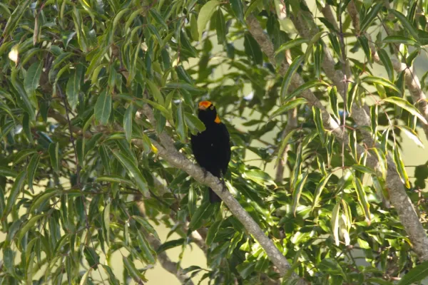 File:Sericulus chrysocephalus (34518760393).jpg