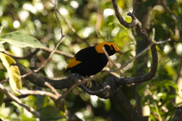 File:Sericulus chrysocephalus (35199144541).jpg