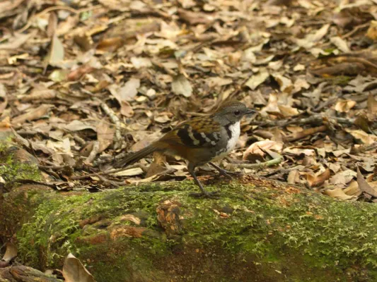 File:Orthonyx temminckii (35162104052).jpg