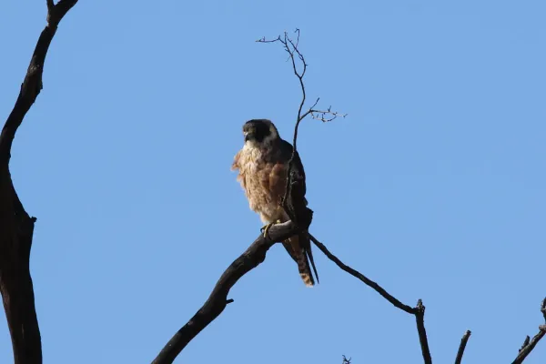 File:Falco longipennis (31877770653).jpg