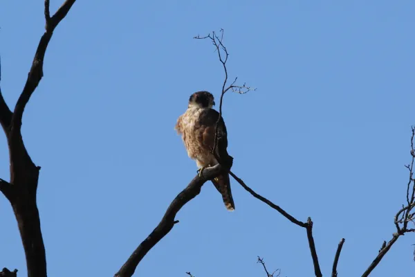 File:Falco longipennis (31847178064).jpg
