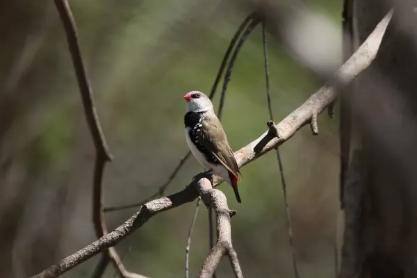 File:Stagonopleura guttata (32690009385).jpg