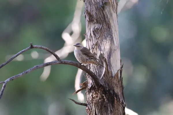 File:Climacteris picumnus (32489143846).jpg