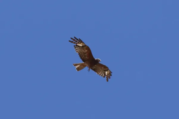 File:Lophoictinia isura (32565884676).jpg